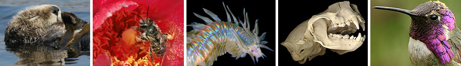 Animal Diversity Laboratory 